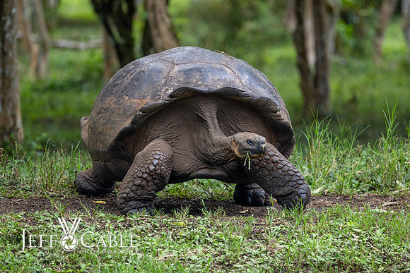 Edit-Galapagos-Photo-Tour#2-0735