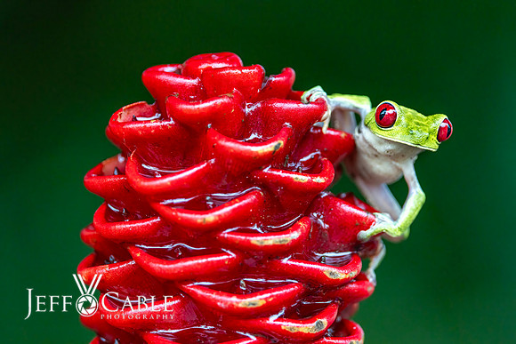 Costa Rica Photo Tours