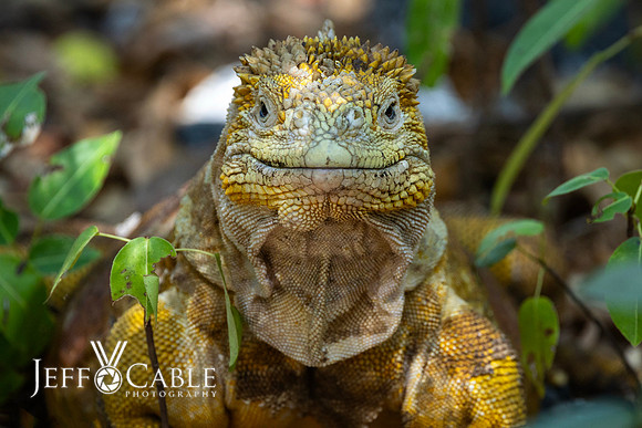 Edit-Galapagos-Photo-Tour#2-2086