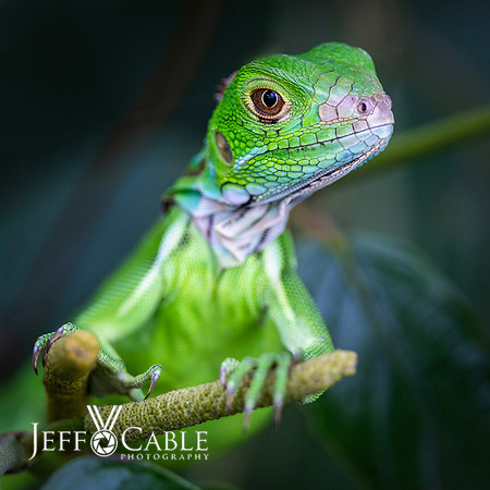 Costa Rica Photo Tours