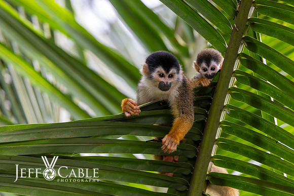Costa Rica Photo Tours