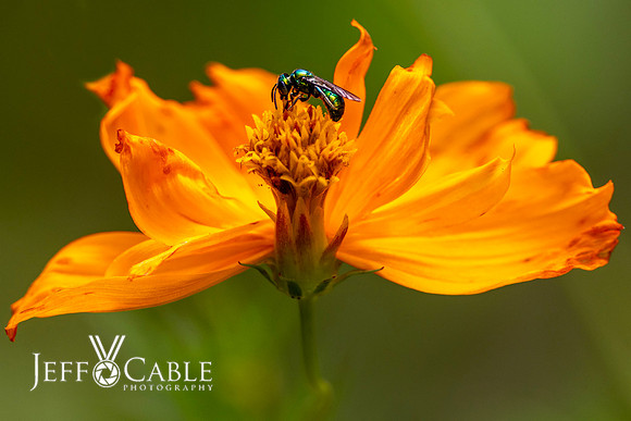 Costa Rica Photo Tours