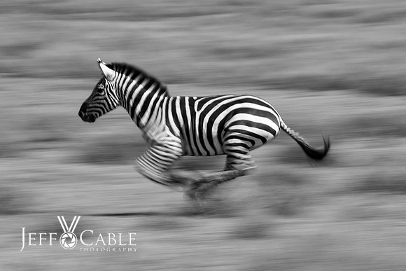 Nature Photography