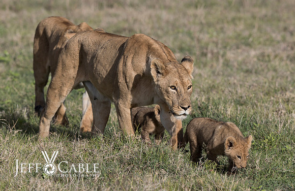 Nature Photography