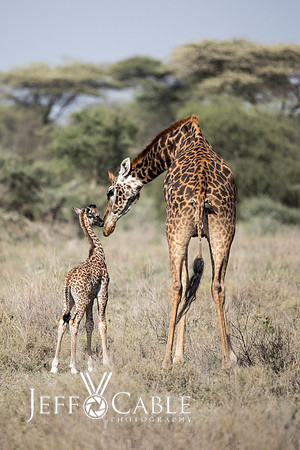 Nature Photography