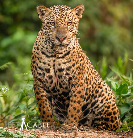 Pantanal