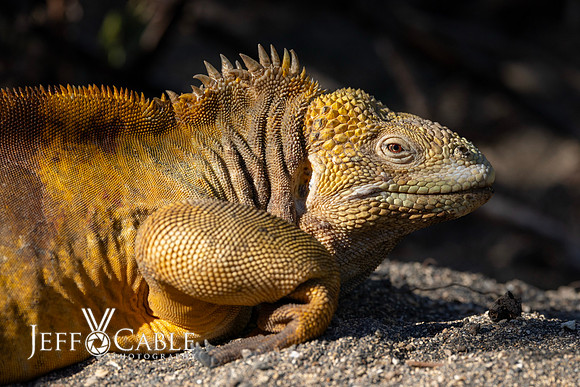 Edit-Galapagos-Photo-Tour#2-2124