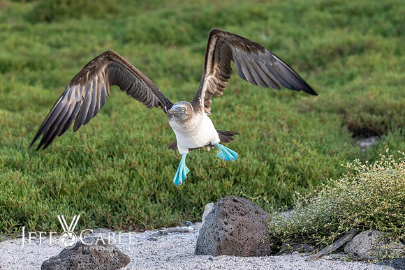Edit-Galapagos-Photo-Tour#2-3955