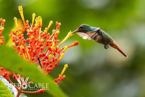 Costa Rica Photo Tours