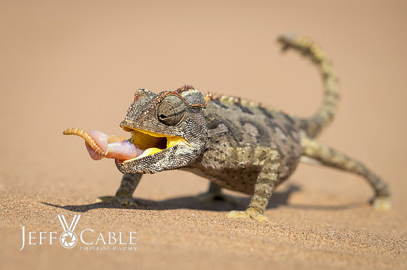 Nature Photography