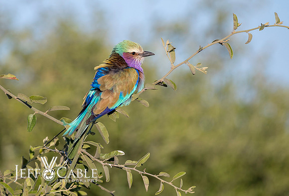 Nature Photography