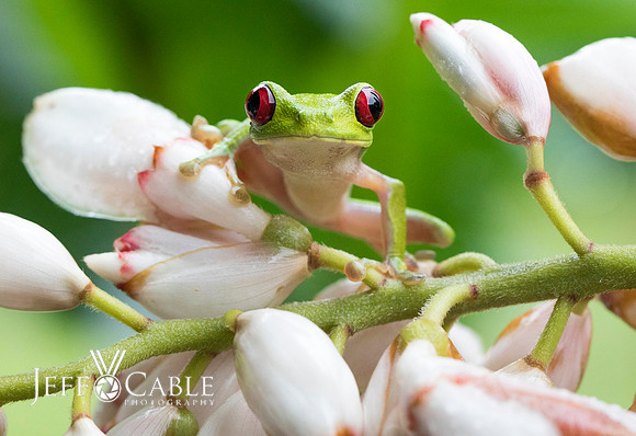 Costa Rica Photo Tours