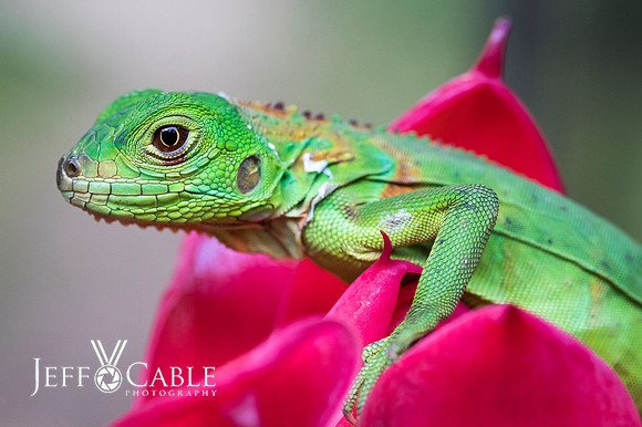 Costa Rica Photo Tours
