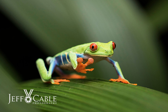 Costa Rica Photo Tours