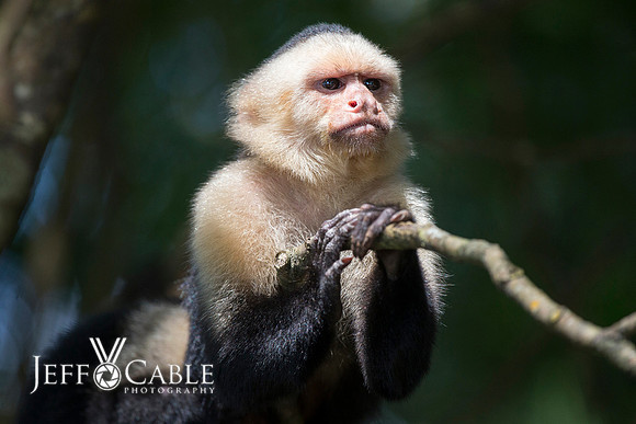 Costa Rica Photo Tours
