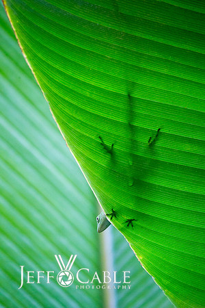 Costa Rica Photo Tours