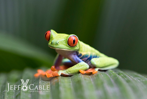 Costa Rica Photo Tours