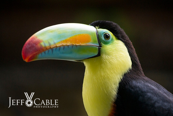 Costa Rica Photo Tours