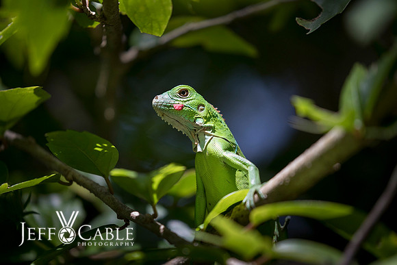 Costa Rica Photo Tours