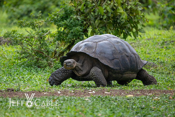 Edit-Galapagos-Photo-Tour#2-0871