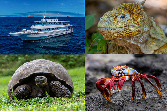 Edit-Galapagos-Photo-Tour-Montage2