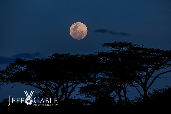 Edit-Tanzania-Safari3-2522
