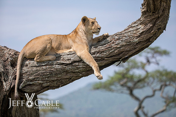 Edit-Tanzania-Safari3-3953
