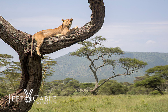 Edit-Tanzania-Safari3-4047
