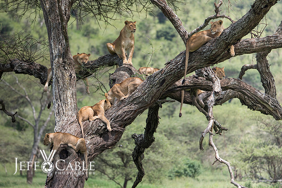 Edit-Tanzania-Safari3-4075