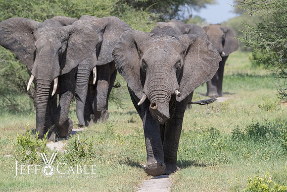 Edit-Tanzania-Safari4-0294
