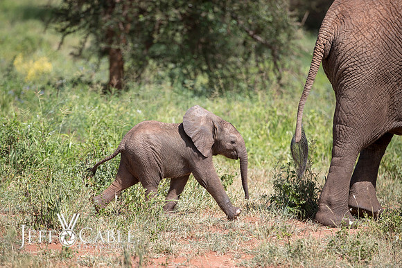 Edit-Tanzania-Safari4-0944
