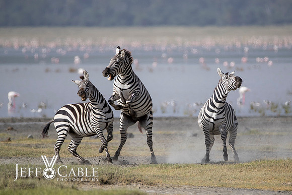 Edit-Tanzania-Safari4-1795-crop
