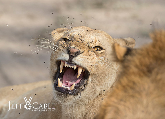 Edit-Tanzania-Safari4-2215