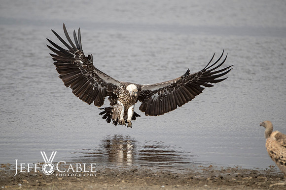 Edit-Tanzania-Safari4-2279