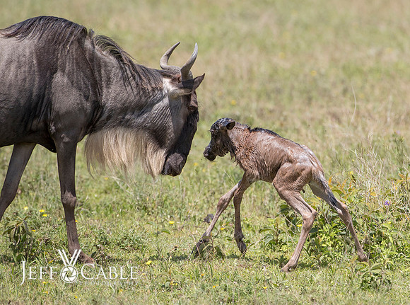 Edit-Tanzania-Safari4-2851