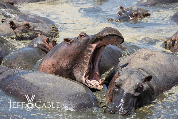 Edit-Tanzania-Safari4-3604