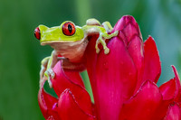 Costa Rica Photo Tours
