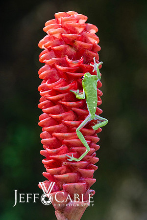 Costa Rica Photo Tours