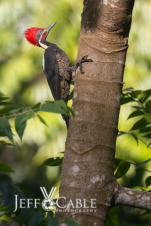 Costa Rica Photo Tours