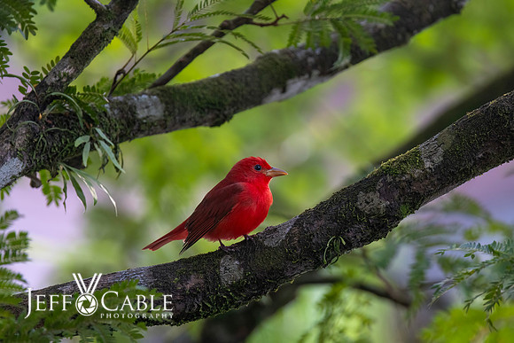 Costa Rica Photo Tours