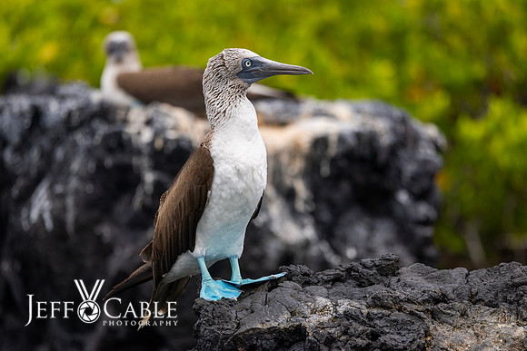 Edit-Galapagos-Photo-Tour#2-1338