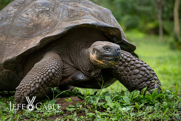 Edit-Galapagos-Photo-Tour#2-0397
