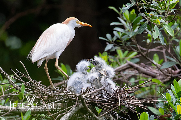 Costa Rica Photo Tours