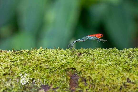Costa Rica Photo Tours