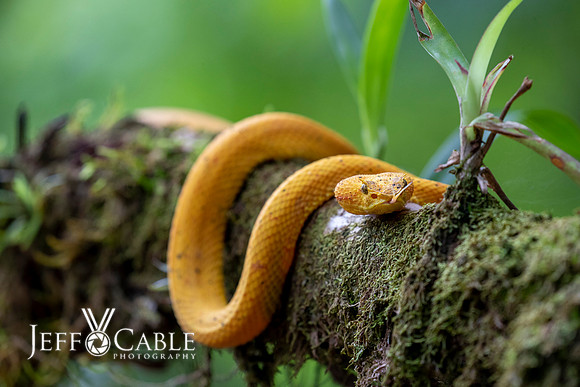 Costa Rica Photo Tours