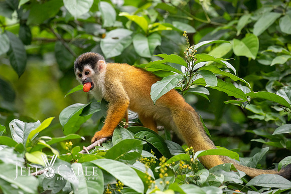Costa Rica Photo Tours