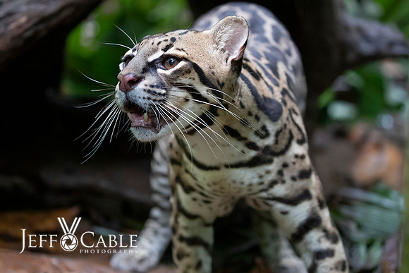 Costa Rica Photo Tours
