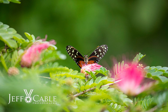 Costa Rica Photo Tours