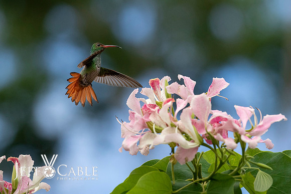 Costa Rica Photo Tours