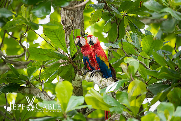 Costa Rica Photo Tours